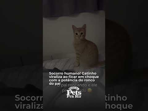 Gatinho assustado com o ronco do seu tutor 🤣