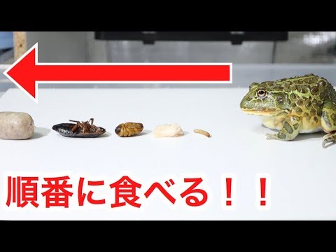 カエルは何を食べますか?