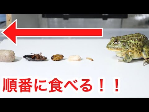 カエルに色んな餌を順番にあげた結果…かわいすぎた…