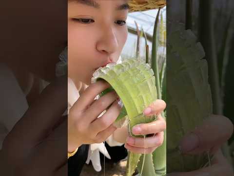 Edible aloe vera plant #plants #healthy #health