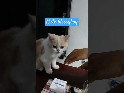 blessyboy #cat