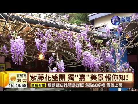 瑞里紫藤花季 嘉縣府推賞花遊程