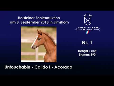 Holsteiner Fohlenauktion | Nr. 1 v. Untouchable - Calido I