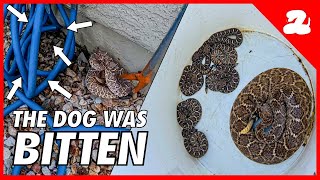 It Happened Again! Rattlesnake Has Babies in the Backyard!