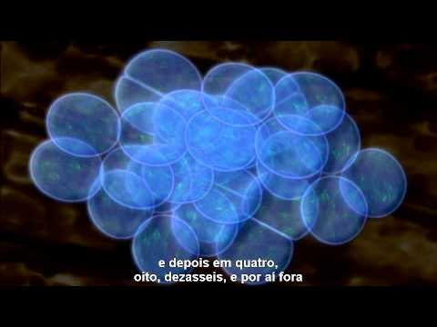 Código da Vida -- Capítulo 2