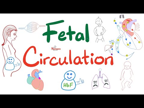 Fetal Circulation - Explained Clearly - Placenta, Umbilical Vessels, Ductus Arteriosus/ Venosus