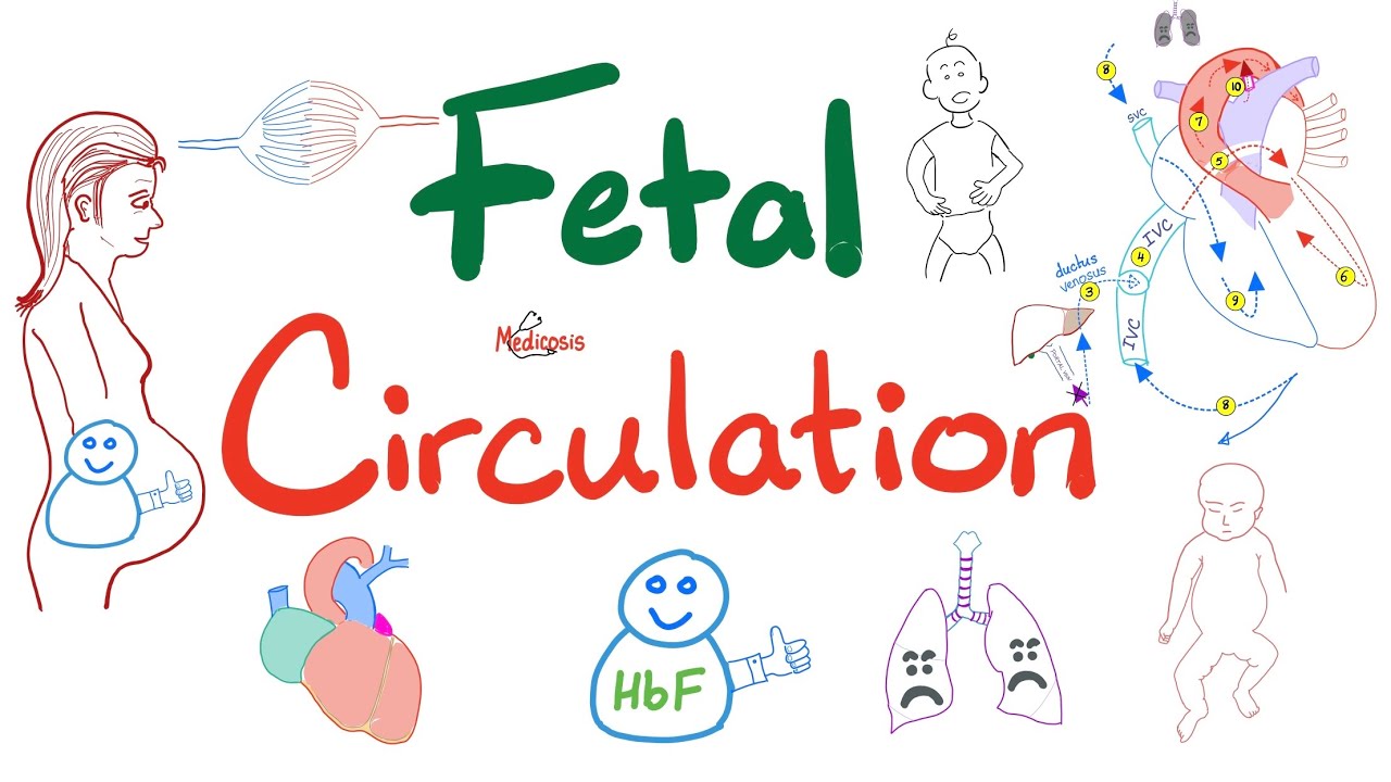 Fetal Circulation - Explained Clearly - Placenta, Umbilical Vessels, Ductus Arteriosus/ Venosus