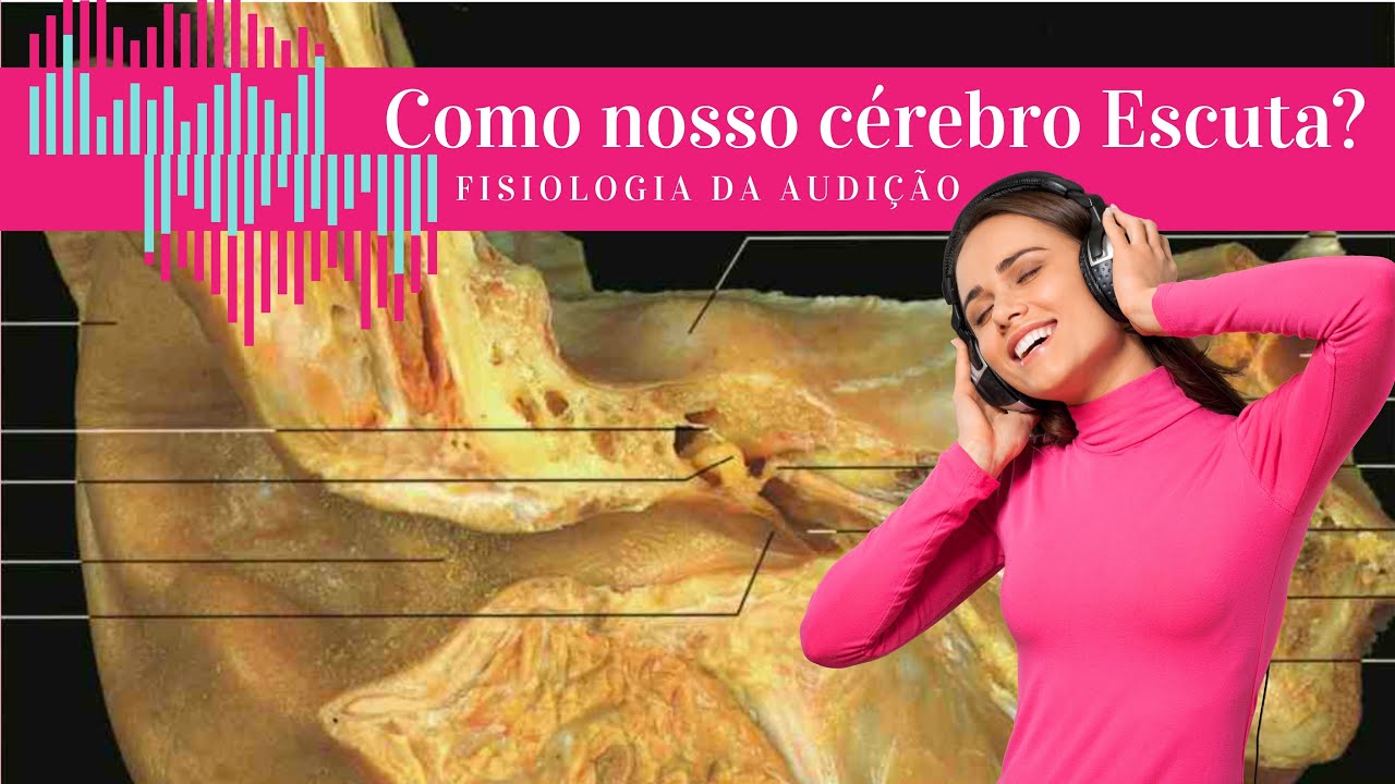 Como o nosso cérebro escuta? - Fisiologia da audição