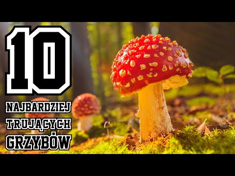 10 Najbardziej trujących grzybów - z jakimi jadalnymi możesz je pomylić?