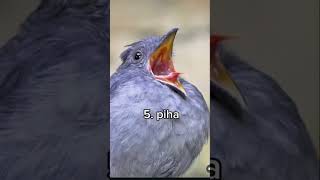 Download lagu #pets #10 #viral #voies mp3 Download lagu #pets #10 #viral #voies mp3