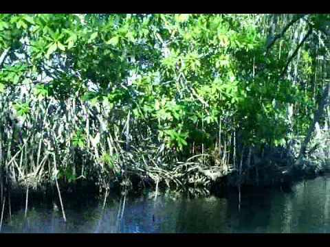 a la jamaica avec les crocos