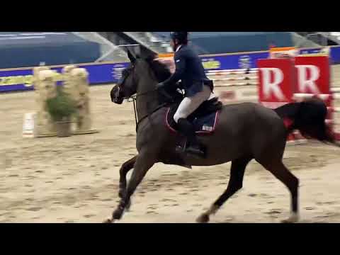 Kto Terminator - mare, 2017, (Dominator Z x Cicero Z) - CSIYh, Sentower- clear and placed again