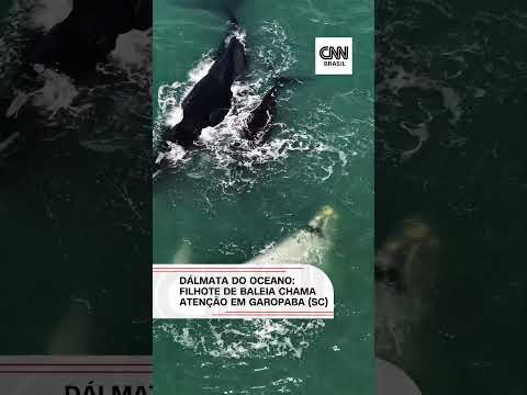Dálmata do oceano: filhote de baleia chama atenção em Garopaba (SC)