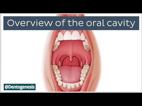 Oral Cavity Anatomy: Teeth, Boundaries, Adult and Deciduous Dentition