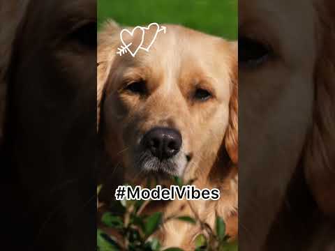 Our dog and her hashtags! 😊😂 #subscribe #dog #funnyanimal #dogbreed #goldenretriever #funny