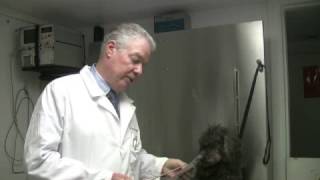 How to Cure Dry, Flaky Skin in Dogs