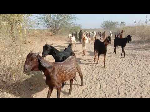 Isang linya ng mga kambing ang dumaraan sa umaga.