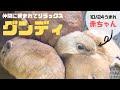 【ぬくぬく】仲間に囲まれて暖まるグンディの赤ちゃん【sczooの一コマ】