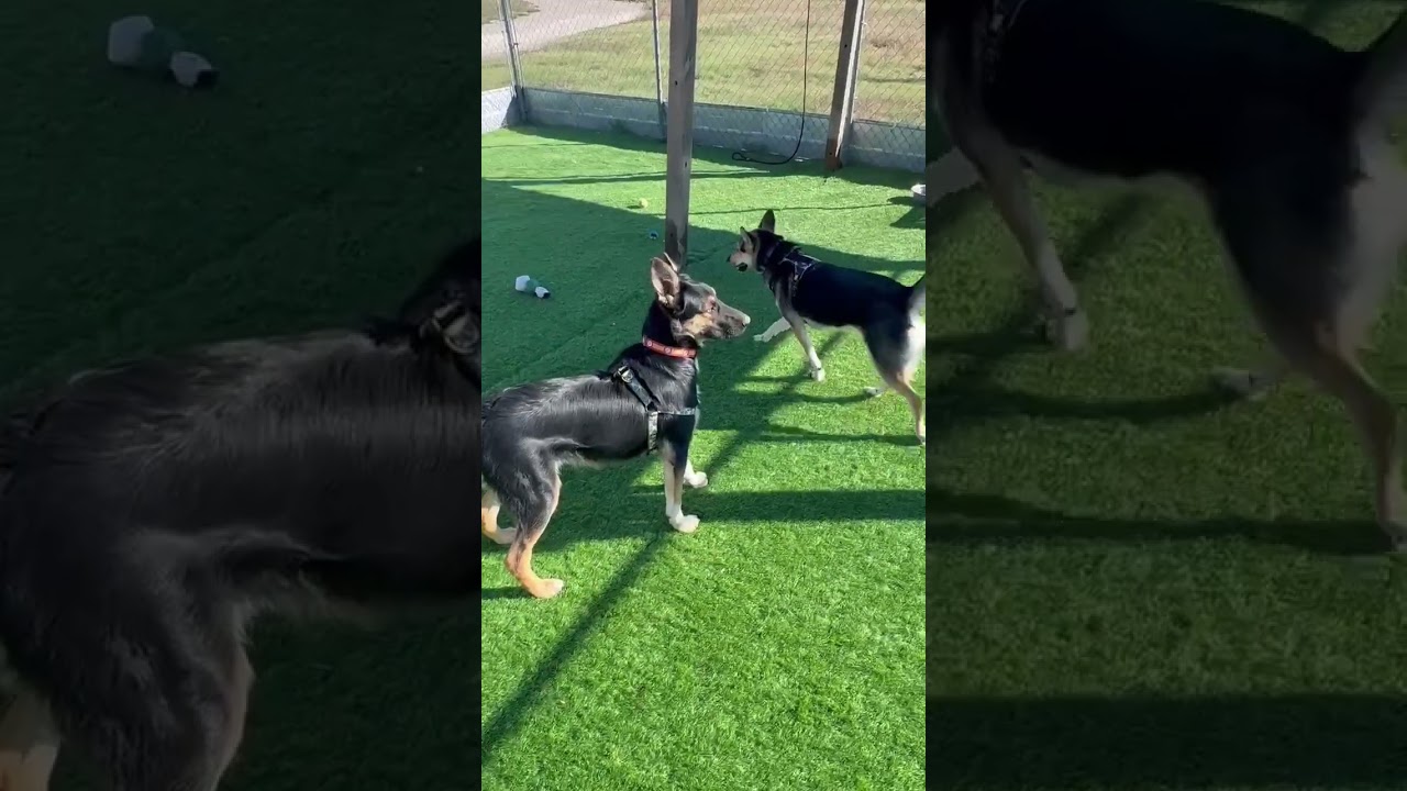 Enlarge Ben, a Adoptable mixed breed in Evergreen, CO video 5/5