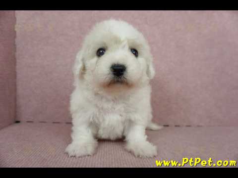 11/04比熊犬母幼犬1號(新竹市)