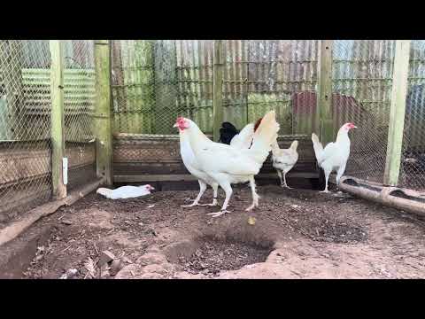 different crosses ng cherokee albany