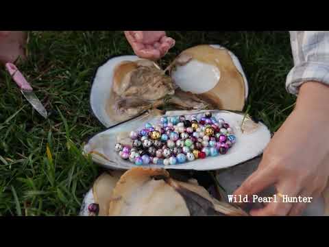 Pearl hunters hunt for mussels hidden under silt, find rare coloured pearls