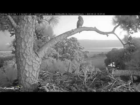 Great Horned Owl surveying Savannah Nest - 9/22/2023