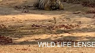 preview picture of video 'Tiger spotted at tadoba'