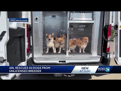 ARL of Iowa, Cedar County Sheriff's Office rescue 30 dogs from unlicensed breeder