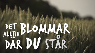 Blommor där du står - GAMMAL (Cover)