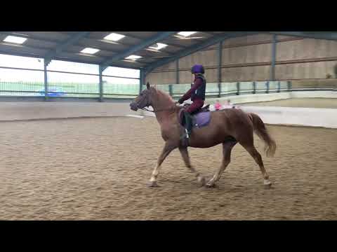 2019.06.09 - Rodney - Dressage - Prelim 1