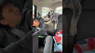 When you have blue heeled #funny #doggielife #dogvideo #petsrule