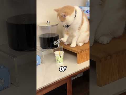 Unbelievable! Watch This Talented Cat Pour Water