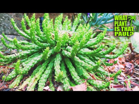 Euphorbia MEGA MIX / Ammak, Sticks on Fire, Pencil Milk, Paddle Cactus, Candelabrum, Medusa's Head