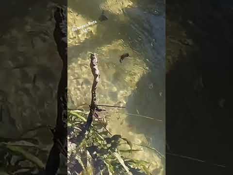 Água Mas Limpa Que já vi Aqui Em Planalto Da Serra MT.