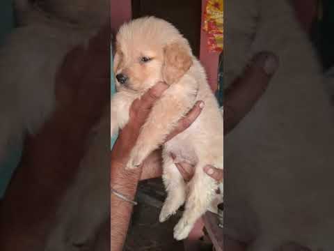 Golden retriever pup for sale top Quality location Karo spot apne bro..Amritsar s 9780237457 #shorts