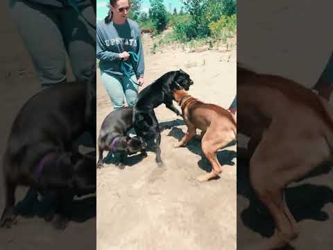 Cane Corsos Fight 😱 #shorts #pets #viral