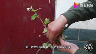 盆栽葡萄该怎么抹芽？小阳在家实物讲解，不知道的可以对照学习