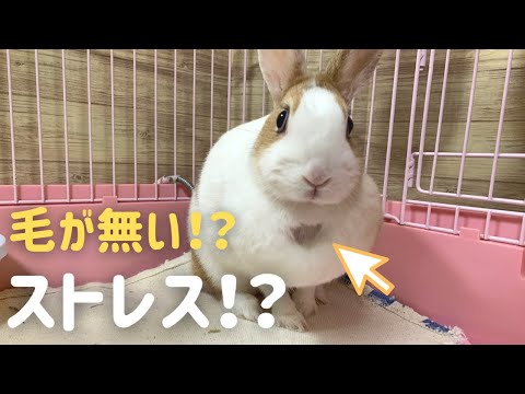 ウサギはどのようにして毛を脱ぐのでしょうか?