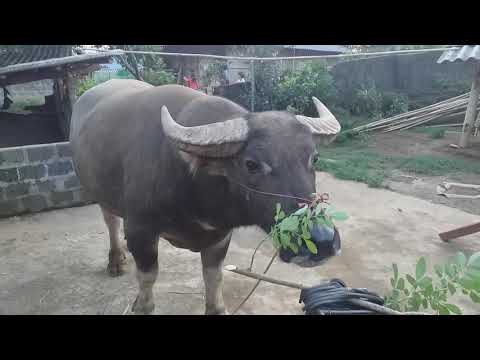 Thăm quan mấy em trâu non đẹp tại lai châu/ Trọi trâu TV