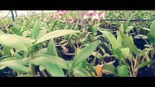 preview picture of video 'Farm orchid | Orchid flower plantation | Editing'