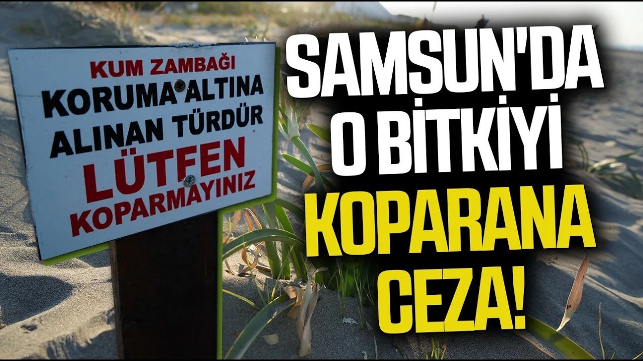 Samsun'da o bitkiyi koparan yandı! Cezası 699 bin TL
