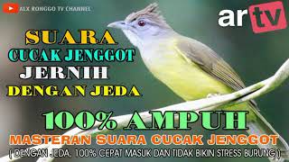 Download lagu MEDIA HOBI : Masteran suara Cucak Jenggot jernih dengan jeda dan tidak bikin stres burung. mp3