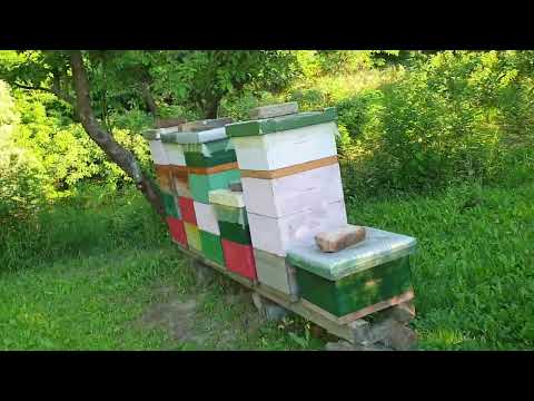 KAKO POMOĆI PCELAMA NA VELIKIM VRUĆINAMA.20.06.2022.