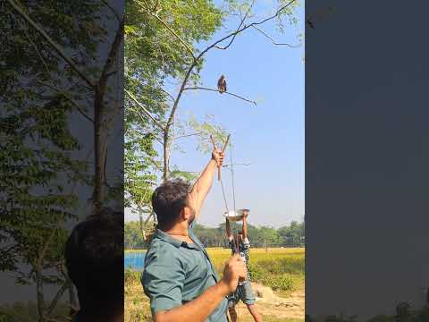 Bird hunting😄😄#funny