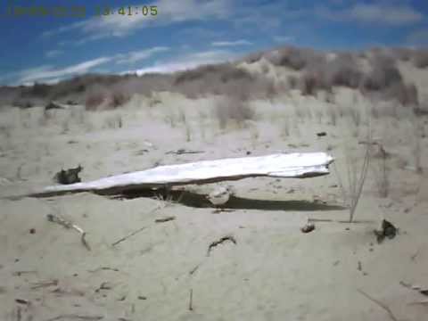 Female returns from foraging 2012-06-19_13:40:55
