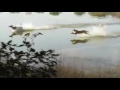 Tiger Hunting Deer In Water At Ranthambhore National Tiger Reserve