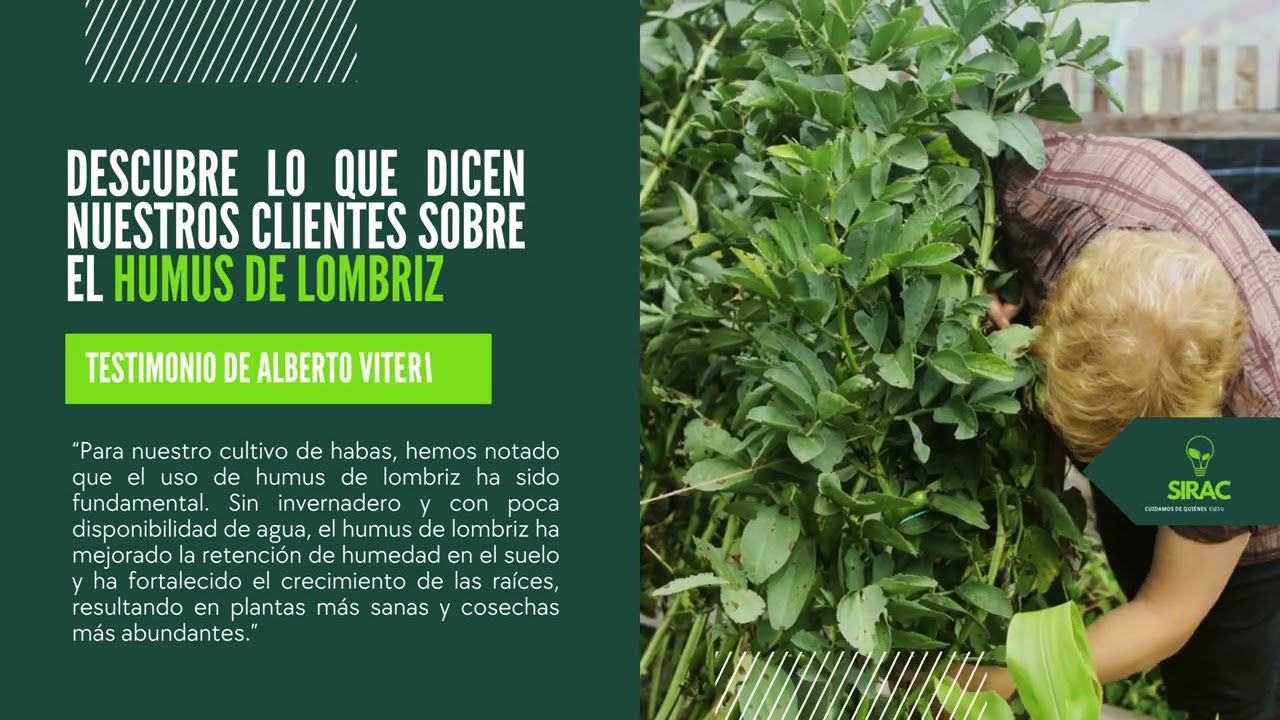 Uso del humus de lombriz - Habas