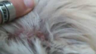 The surprise Pom Pom in the Chained Shepherd Rescue, Tyrone, PA, Centre County