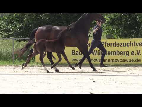 SF Dancier Gold   Destano